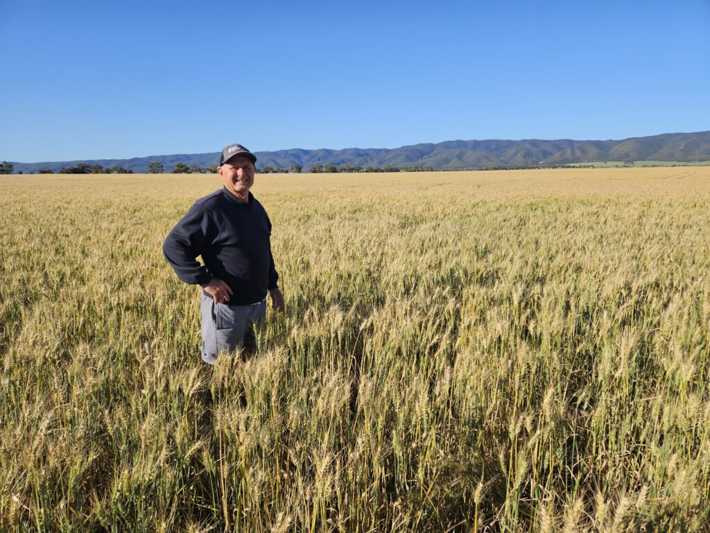 Hammer Wheat crop sown with flexi-coil st820 with RYAN NT discs